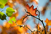 Maple leaf caught on bare branch