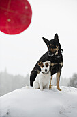 Two dogs sitting together on snowy mound, Christmas ornament in foreground