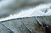 Frost on leaf, extreme close-up