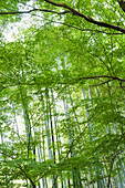 Trees and bamboo growing in forest