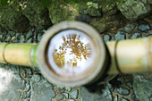 Maple tree reflected in bowl of water, selective focus