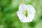 Speckled Bush Cricket nymph perched in center of white flower