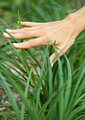 Woman's hand touching long grass