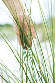 Hand touching dune grass, close-up