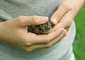 Child holding toad, close-up of hands