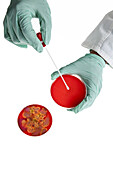 A lab technician using a cotton swab on a Petri dish with a bacteria culture, close-up of hand