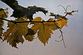 Detail of sunlight on vine leaves
