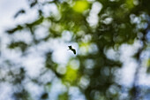 Low angle view of bird flying against tree