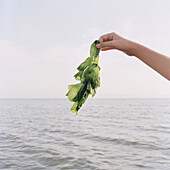 A girl holding up seaweed, focus on hand