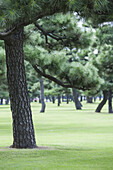 Trees on grassy field