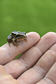 A tiny frog perching on a human finger