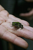A tiny frog on a human finger