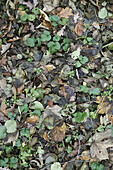 Mixture of fallen leaves on ground