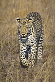A leopard walking through grass