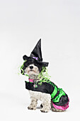 A black and white dog wearing a witch's costume