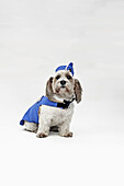 A Shorty Jack Russell Terrier wearing a retro air stewardess costume