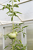 Green tomatoes growing on a vine in a greenhouse