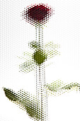 A rose seen behind beveled glass with hexagon pattern