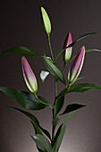 An Easter Lily (Lilium Longiflorum) plant with four buds waiting to bloom