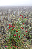 A red rosebush in a field