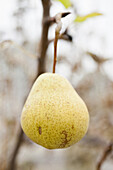 Organic pear hanging on tree