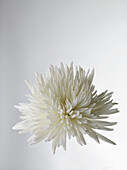 A white Chrysanthemum, close-up