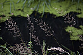Timothy grass growing near the edge of a pond