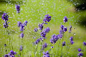Water drops falling on lavender flowers