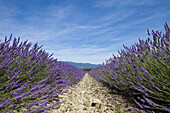 Cultivated lavender growing in a field