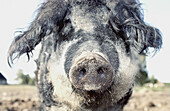 Pig on farm looking at camera