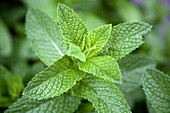 Leaves on a mint plant (Lamiaceae), close-up