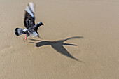 Gray pigeon (Columbidae) casting a shadow on sand