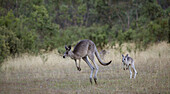 Baby kangaroo following it's mother in Jindabyne, New South Wales, Australia