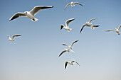 Seagulls in a clear sunny sky