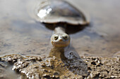Long-necked turtle smiling at camera, Heathcote, Victoria, Australia