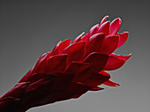 A Red Ginger flower (Alpinia purpurata) flower