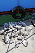 Pile of dead fish at the edge of a dock