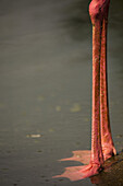 Low section of a flamingo standing in water