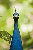A peacock, front view