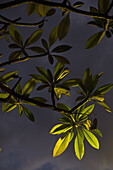 Detail of illuminated leaves and branches at night