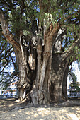 Giant Montezuma cypress tree