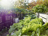 Lettuces growing in vegetable garden