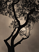 Silhouette of tree with sun hidden behind in a grey sky