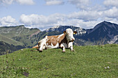 Cow Laying on a hilltop