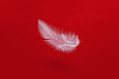 A floating feather