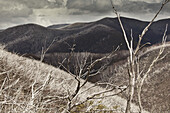 View of bare trees against mountains, Mt Hotham, Victoria, Australia