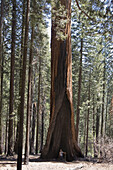 Woman in front of a large redwood tree