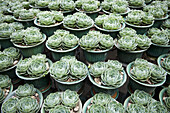 Plant pots of Aeonium Arboreum