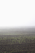 View of agricultural field in foggy weather against clear sky