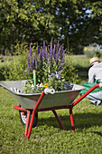Flower pots in wheelbarrow with woman gardening in background
